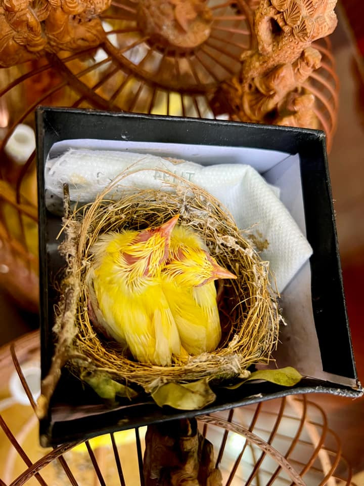 Mới đây nhất, nam doanh nhân cất công lên tận Pác Bó, Cao Bằng đón thêm một tổ chim hoàng khuyên non 2 con nữa.