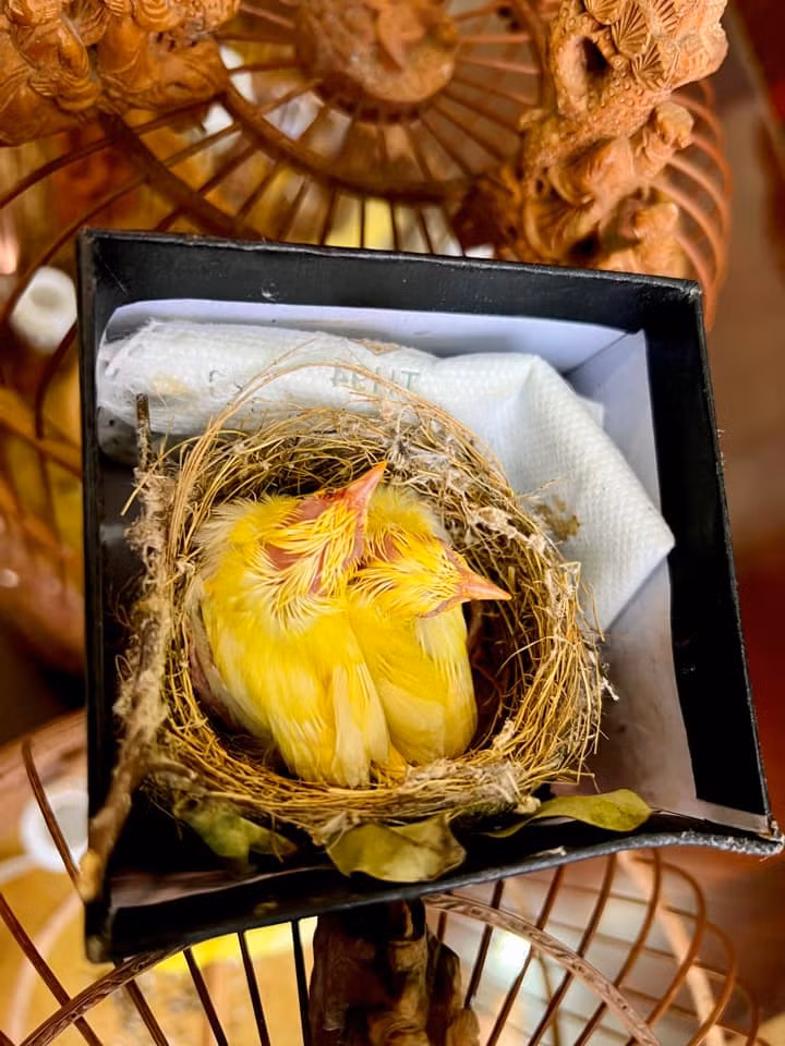 Mới đây nhất, nam doanh nhân cất công lên tận Pác Bó, Cao Bằng đón thêm một tổ chim hoàng khuyên non 2 con nữa.