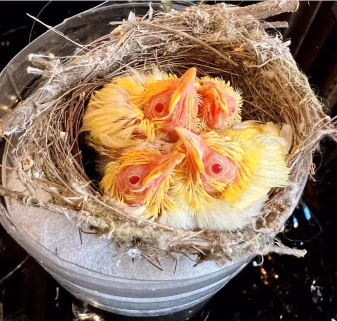 Chỉ trong vòng hơn một tháng, đại gia Hà Nội đã tậu 3 tổ chim đột biến, đều là những chú hoàng khuyên (lông vàng - trắng), mắt đỏ ruby khiến dân tình thực sự ngưỡng mộ.