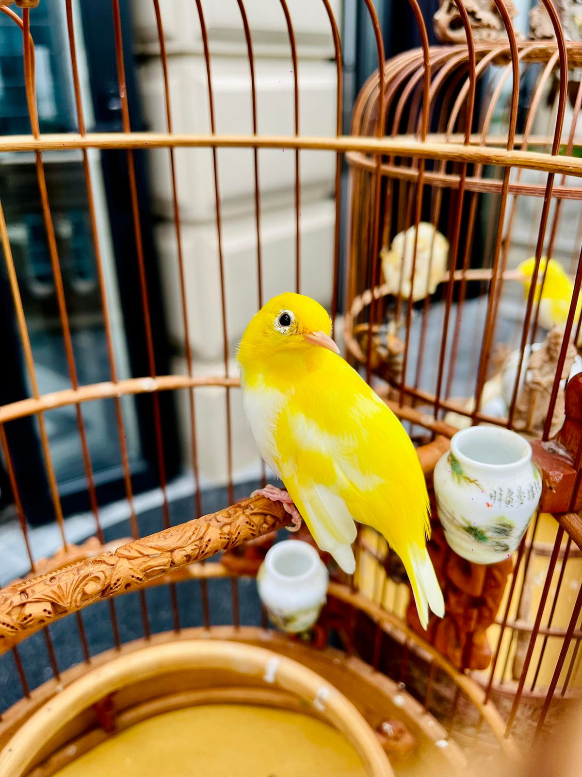 Đáng chú ý, Chương Tailor sở hữu bộ sưu tập chim đột biến nhiều con độc lạ.