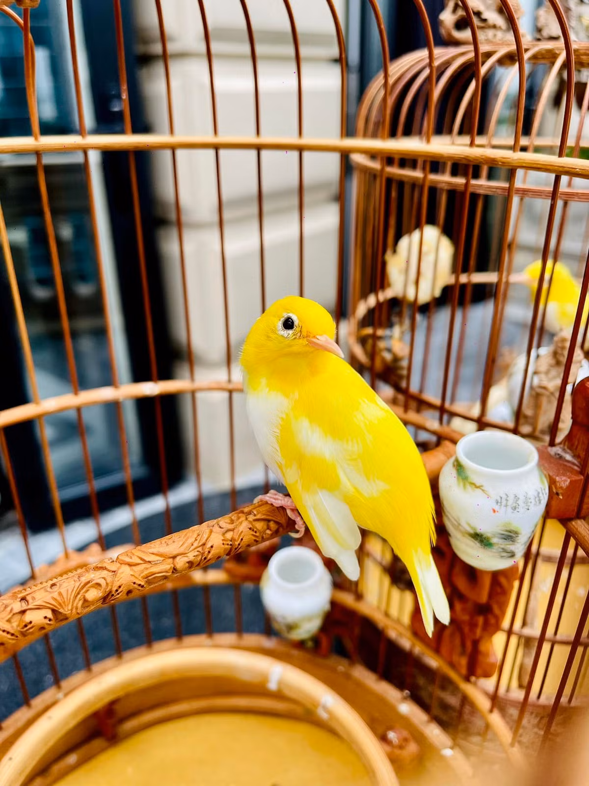 Đáng chú ý, Chương Tailor sở hữu bộ sưu tập chim đột biến nhiều con độc lạ.