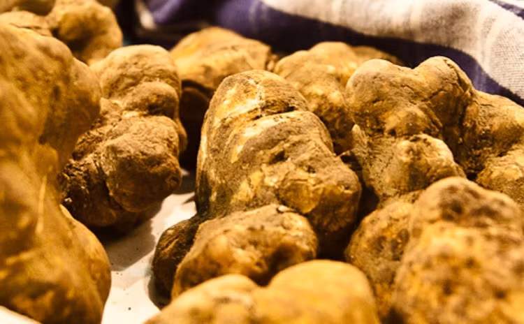 Nấm Truffle Alba trắng mọc ở Ý và là loại nấm đắt nhất thế giới được bán với giá 330.000 USD (hơn 7 tỷ đòng). Ảnh: Internet