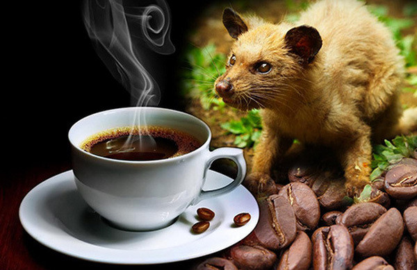 Kopi luwak là loại cà phê truyền thống của Bali (Indonesia). Kopi luwak được làm từ những hạt cà phê do luwak - cầy vòi hương ăn vào, tiêu hoá và thải ra. Ảnh: Century Coffee