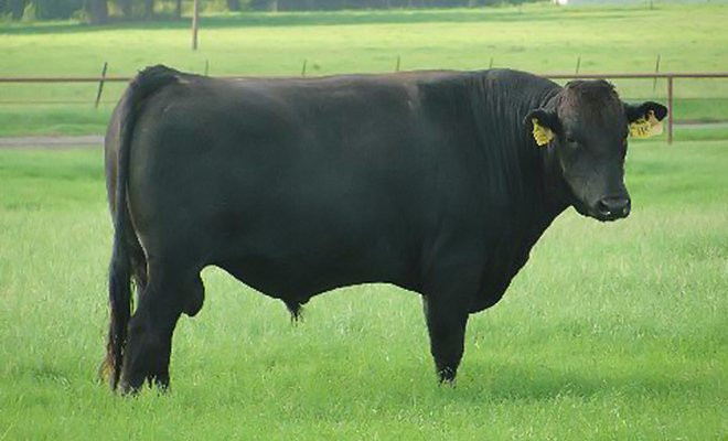 Bản thân con bò có thể bán với giá 30.000 USD (gần 690 triệu đồng). Ảnh: D'Artagnan