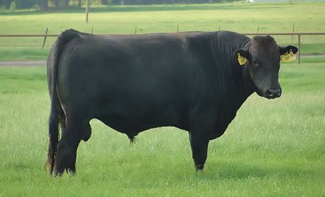 Bản thân con bò có thể bán với giá 30.000 USD (gần 690 triệu đồng). Ảnh: D'Artagnan