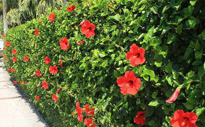 3 loai cay dai lam hang rao nay co tien cung kho mua