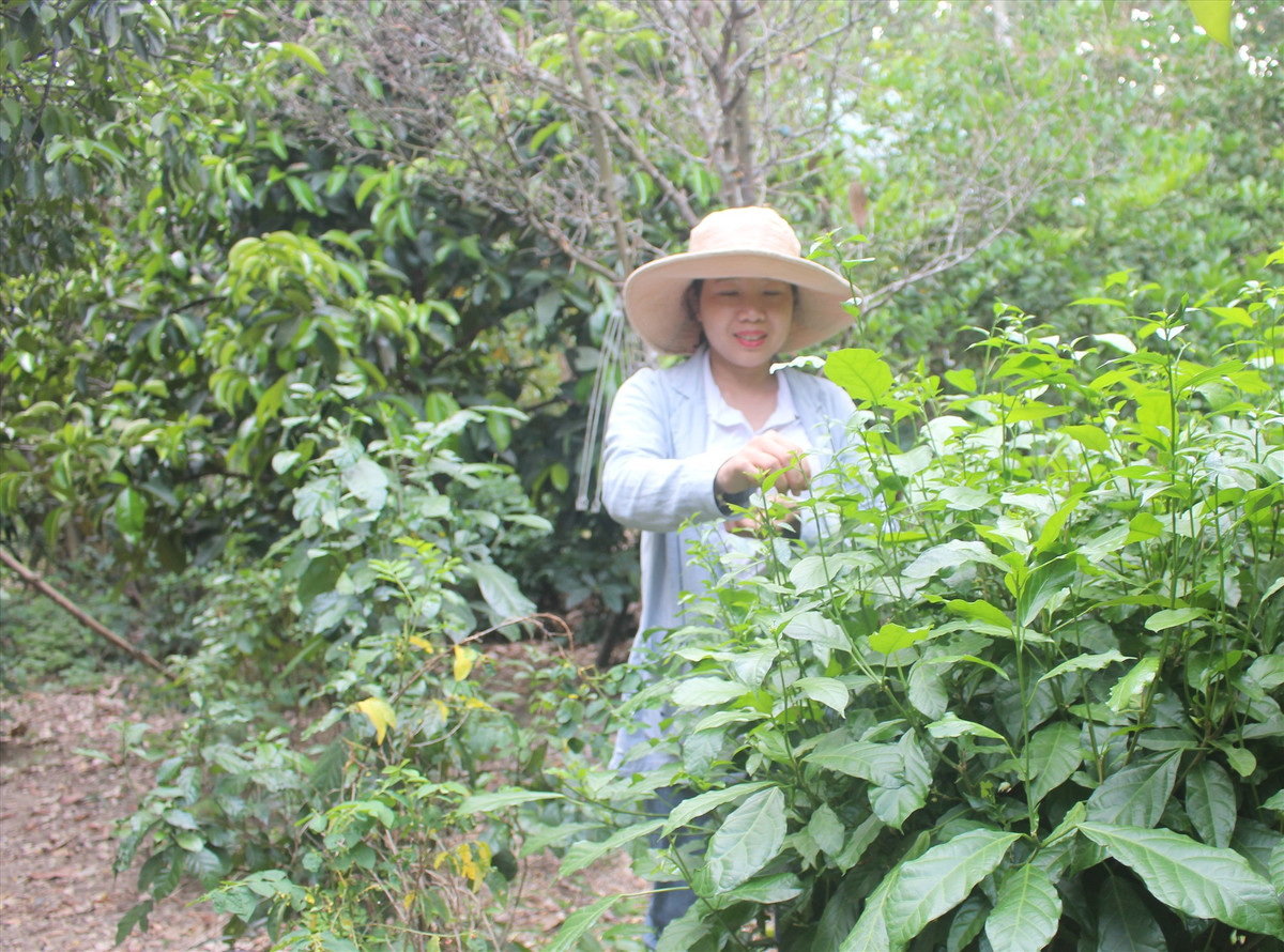 Xưa kia, cây rau sen được người dân làng Đại Bình, xã Quế Trung (Quế Sơn, Quảng Nam) trồng làm bờ giậu, cắt tỉa rất đẹp mắt. Ảnh: Dân Việt