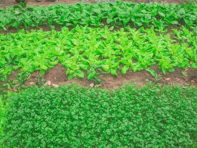 Những năm gần đây, cây rau sen được người dân địa phương trồng theo mô hình rau sạch cung cấp cho các cửa hàng. Ảnh: Thoidaiplus