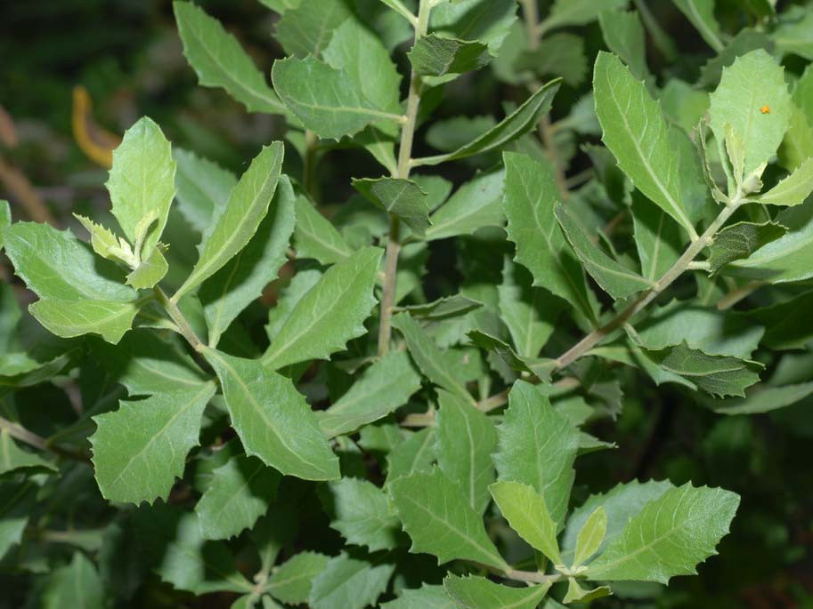 Tại đồng bằng Bắc Bộ, lá cúc tần được coi là rau đặc sản. Rau cúc tần có thể chế biến thành nhiều món ăn như luộc, xào...hoặc ăn kèm với các món rau ghém và làm gia vị cho món dồi lợn. Ảnh: Internet