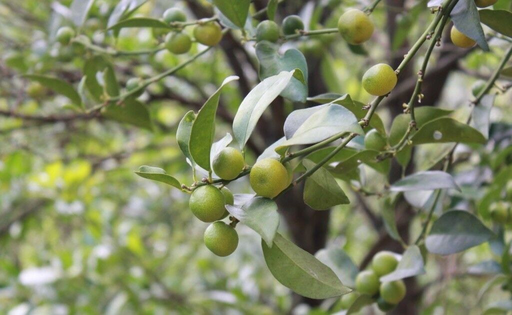 Khi chín, vỏ chanh có màu vàng. Nếu ăn cả vỏ sẽ cảm nhận thấy vị ngọt bùi và rất thơm. Còn bóc vỏ, sẽ có vị hơi chua. Ảnh: Vietnamhoinhap