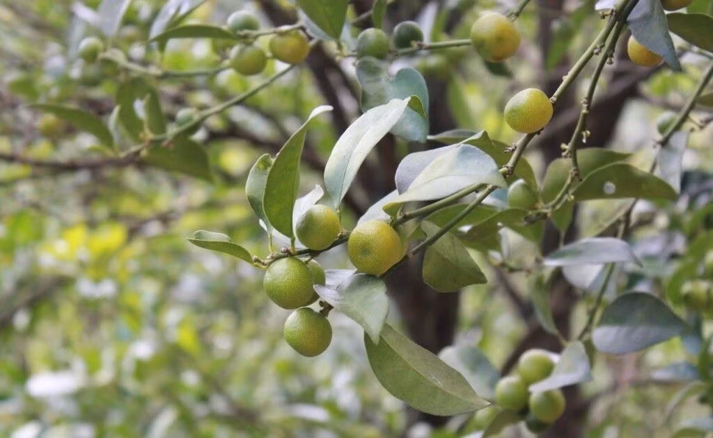 Khi chín, vỏ chanh có màu vàng. Nếu ăn cả vỏ sẽ cảm nhận thấy vị ngọt bùi và rất thơm. Còn bóc vỏ, sẽ có vị hơi chua. Ảnh: Vietnamhoinhap