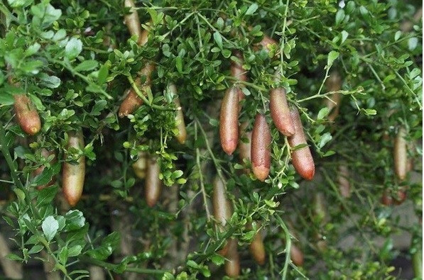 Dù mức giá đắt đỏ nhưng giới nhà giàu Việt vẫn tranh nhau đặt mua về ăn thử. Chanh chủ yếu được nhập từ Thái Lan. Gần đây, chanh ngón tay mới được trồng tại Đà Lạt và các tỉnh miền Tây. Ảnh: Getty