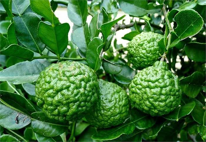 Loại chanh vỏ sần sùi giống não người từng được nhiều người tìm mua trong mùa hè oi bức dù giá có lúc lên tới 100.000 -200.000 đồng/kg. Ảnh: Getty