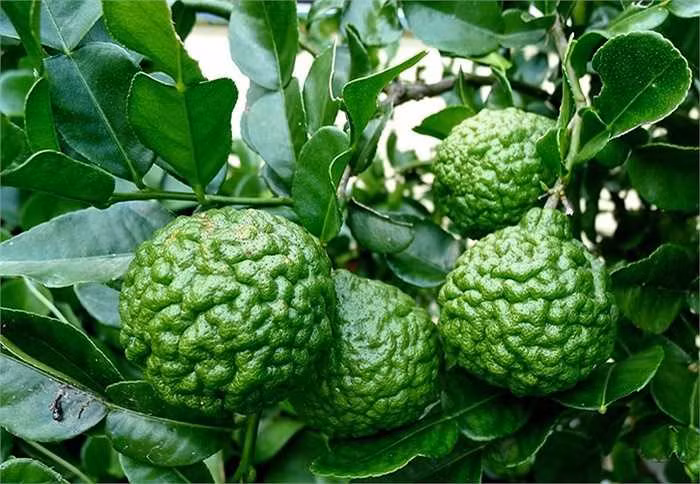 Loại chanh vỏ sần sùi giống não người từng được nhiều người tìm mua trong mùa hè oi bức dù giá có lúc lên tới 100.000 -200.000 đồng/kg. Ảnh: Getty