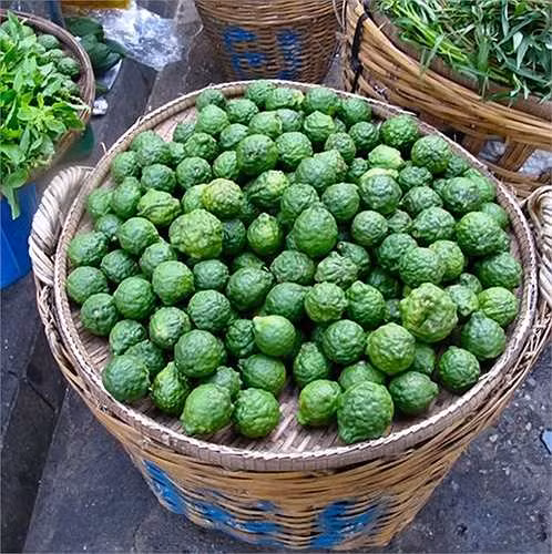Ở Việt Nam, giống chanh lạ này được gọi là trúc (hoặc chúc), trồng nhiều ở vùng An Giang. Loại chanh này ít nước hơn chanh thường, nhưng rất thơm, vị chua. Ảnh: VTCNews