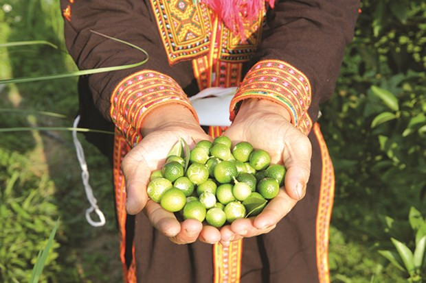 So với chanh thường thì chanh rừng đắt hơn 3 - 4 lần. Tuy nhiên, chanh rừng vẫn khá hút khách. Ảnh: Dân tộc &amp; miền núi