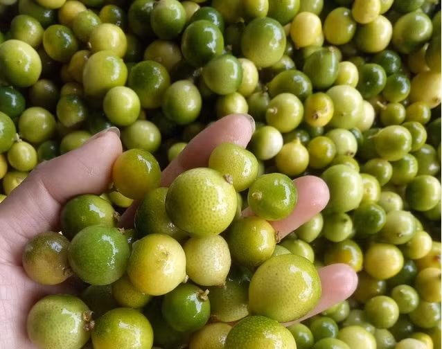 Chanh rừng Mẫu Sơn khá nhỏ, kích thước chỉ như quả quất hoặc to hơn một chút, mỗi quả có từ 3-5 hạt. Ảnh: Dân trí