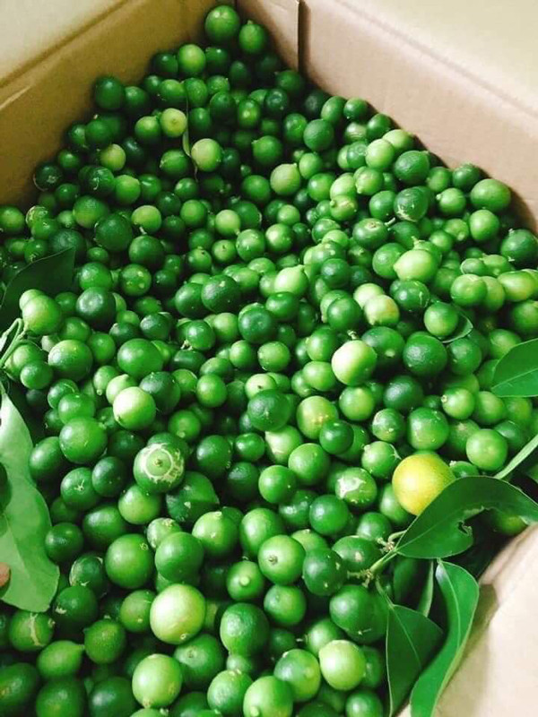 Thời gian gần đây, chanh rừng (hay chanh Mẫu Sơn) bắt đầu được bán trên thị trường với giá dao động từ 100.000 - 120.000 đồng/kg (mua lẻ) và 60.000 - 80.000 đồng/kg (mua sỉ). Ảnh: Dân Việt