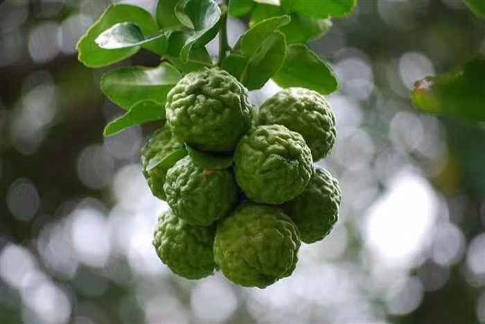 Thực chất đây là loại chanh được trồng phổ biến ở Lào, Indonesia, Malaysia và Thái Lan với nhiều tên gọi khác nhau. Ảnh: Getty