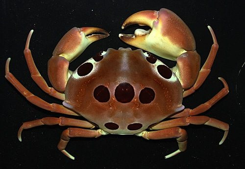 Cua mặt trăng sống trong các khe đá có rạn san hô. Chúng thường di chuyển rất chậm và có đặc điểm dễ nhận dạng là chấm tròn trên lưng. Ảnh: Internet