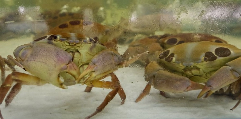 Trên thị trường cua mặt trăng Phú Quý có giá bán dao động từ 400.000 - 600.000 đồng/kg nhưng không phải muốn mua là được. Ảnh: 24hseamart