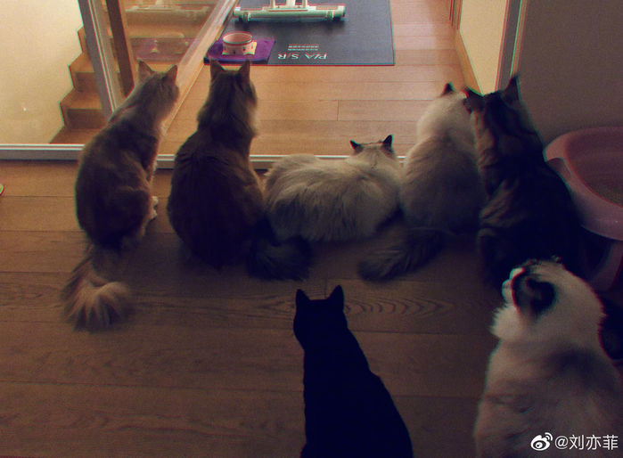 Lưu Diệc Phi còn nuôi cả một đàn mèo cưng trong nhà. Ảnh: Weibo