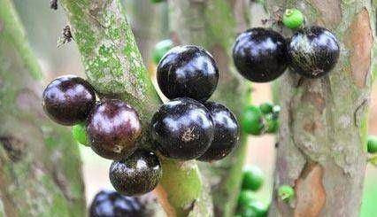 Giá quả nho thân gỗ cũng không hề rẻ, có thể từ 1,2 - 1,7 triệu đồng/kg. Tuy nhiên, nó cũng không phải dạng cây phổ biến dễ tìm mua ở chợ hay siêu thị. Ảnh: Facebook