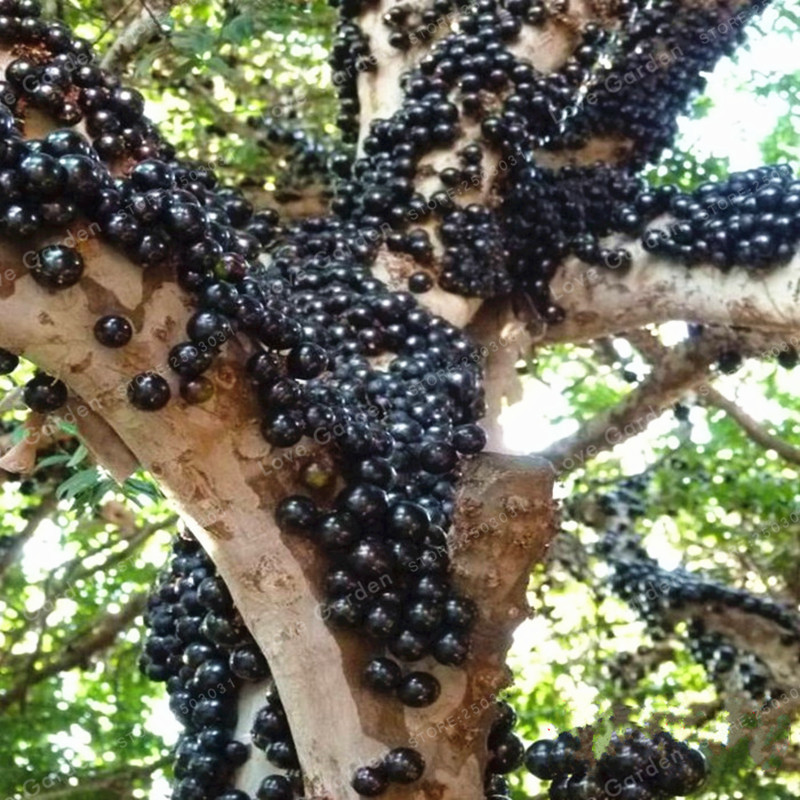 Một trong những lý do khiến nho thân gỗ đắt đỏ là chúng yếu mọc ở các vùng nhiệt đới và cận nhiệt đới, không phải ở đâu cũng trồng được. Ảnh: Vuahatgiong