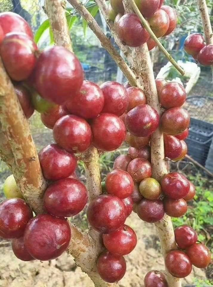 Khác với loại nho thông thường, nho thân gỗ mọc trên thân cây, không thành từng chùm mà “dính” từng quả vào thân. Khi hái phải cắt từng quả một. Ảnh: Facebook