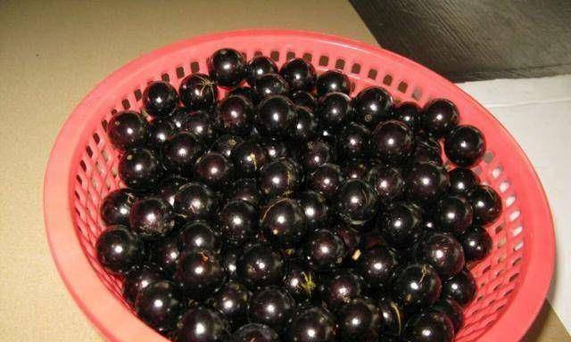 Thêm nữa, điều kiên sinh trưởng của cây tương đối khắc nghiệt. Một cây nho thân gỗ thường mất 7 năm để kết trái. Ảnh; Báo giao thông