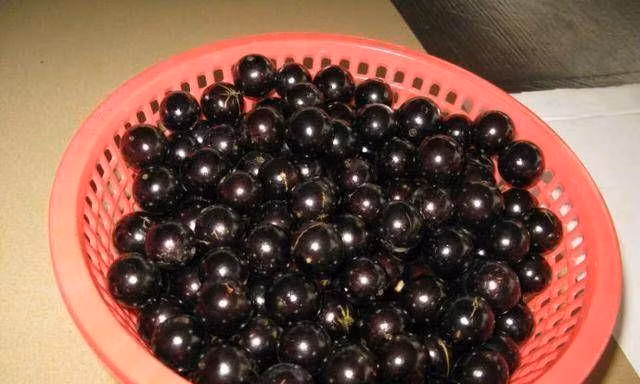 Thêm nữa, điều kiên sinh trưởng của cây tương đối khắc nghiệt. Một cây nho thân gỗ thường mất 7 năm để kết trái. Ảnh; Báo giao thông