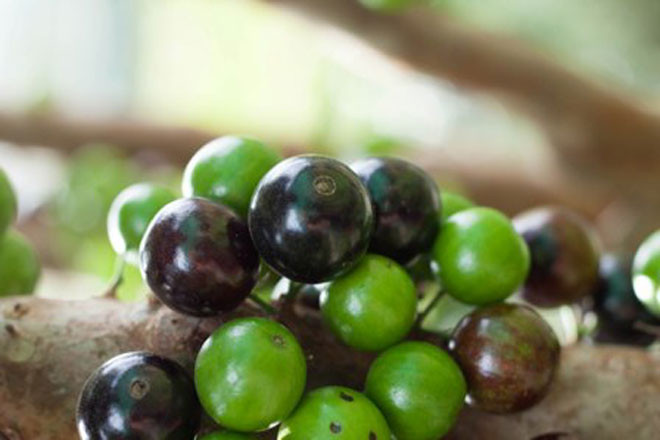 Ban đầu, nho thân gỗ có màu xanh. Ảnh: Dân Việt