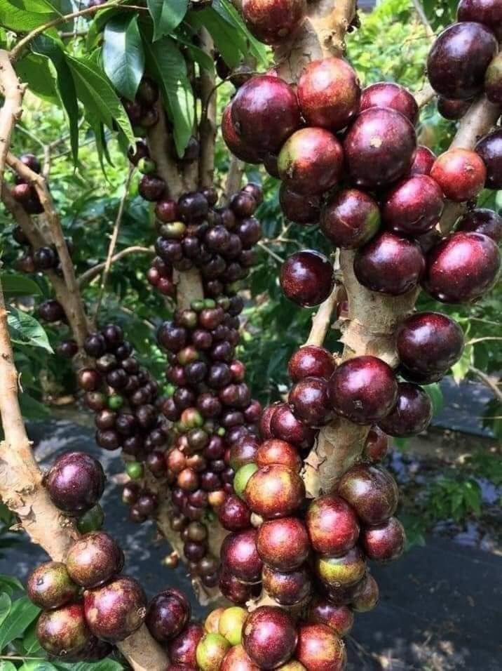 Gần đây, nhiều bạn trẻ đam mê trồng cây vườn nhà lại mê mẩn cây nho thân gỗ với giá từ vài trăm đến vài triệu đồng. Ảnh: Facebook