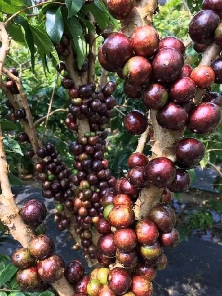 Gần đây, nhiều bạn trẻ đam mê trồng cây vườn nhà lại mê mẩn cây nho thân gỗ với giá từ vài trăm đến vài triệu đồng. Ảnh: Facebook