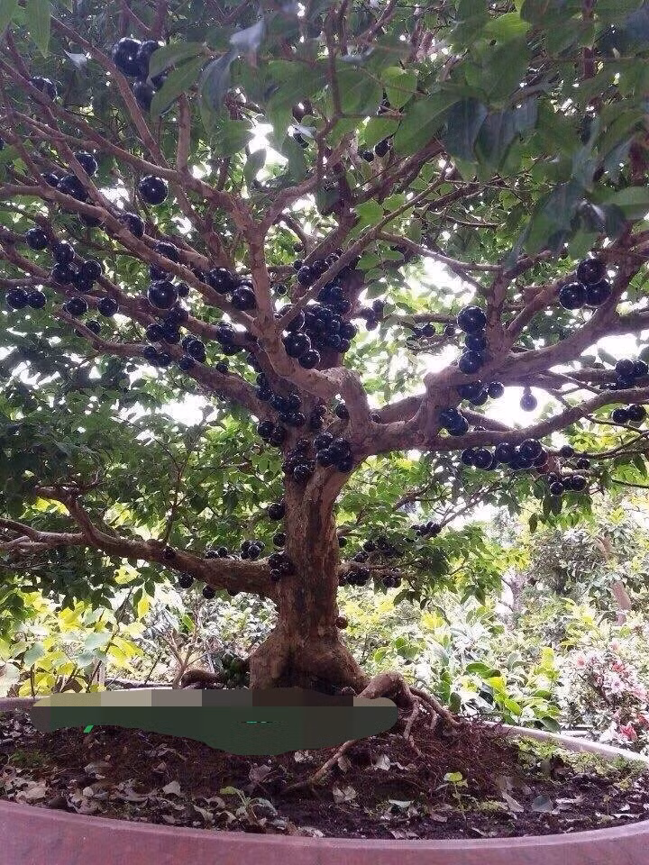 Nhiều cây nho thân gỗ to, quả sai chi chít từ gốc đến ngọn còn được rao bán với giá vài chục triệu đồng. Ảnh: Cayxanhvietnam