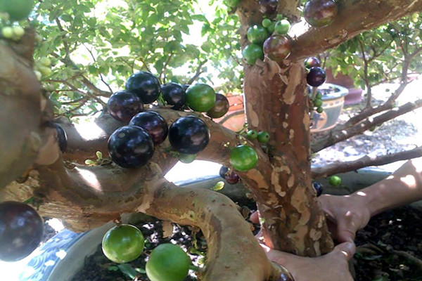 Khi chín, nho ngả dần sang màu đỏ, nâu rồi tím. Ảnh: Hatgionghoa