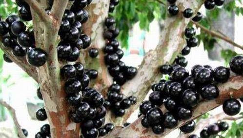 Vị của nho thân gỗ được cho là kết hợp nhiều loại trái cây như măng cụt, dứa,… rất đặc biệt, nó còn giúp tăng cường sức đề kháng. Ảnh; Báo giao thông