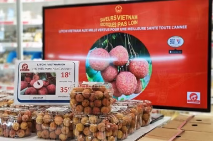 Tại Pháp, mỗi kg vải thiều Thanh Hà (Hải Dương) xuất khẩu chính ngạch có giá hơn 500.000 và được tiêu thụ nhanh chóng. Ảnh: Cục Xúc tiến thương mại.