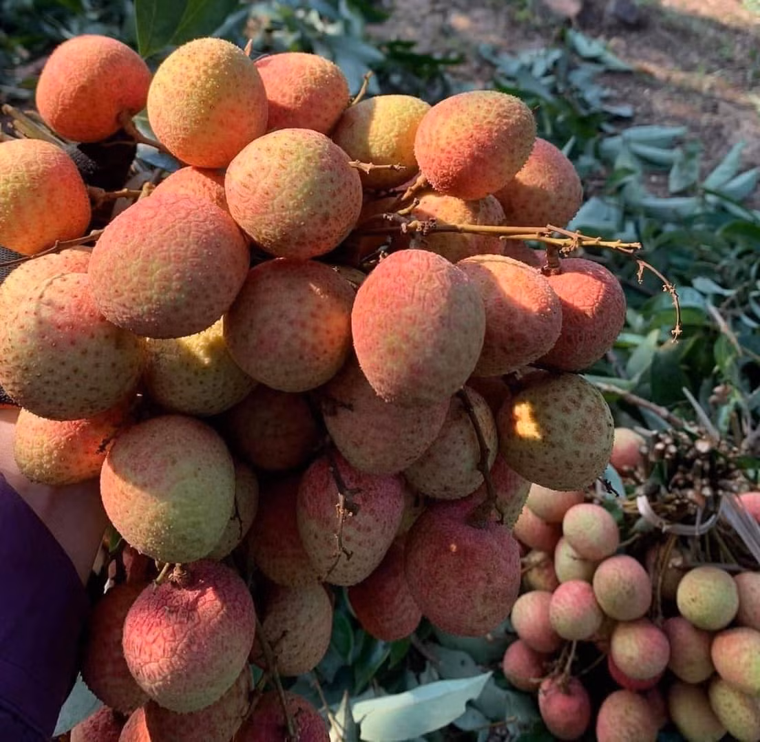 Hơn 2 năm qua, vải thiều trở thành loại quả được yêu thích tại thị trường Nhật Bản. Tại đây, quả vải chưa bao giờ hết sốt. Ảnh: Facebook