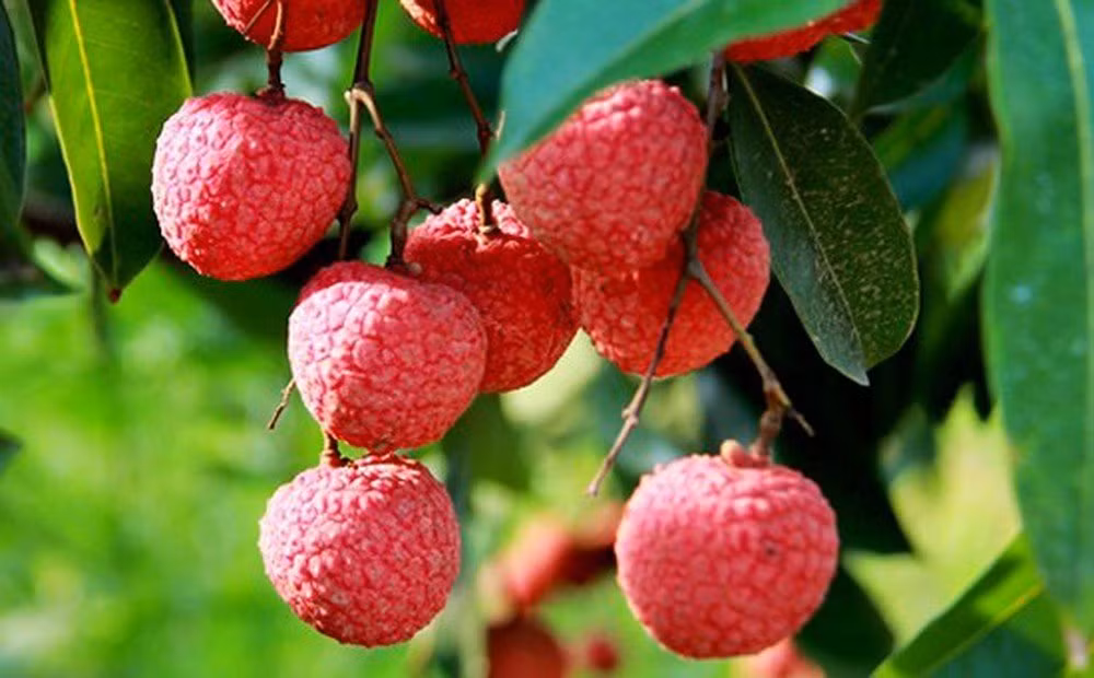 Loai qua Viet dang gay sot o Nhat dat do co nao?