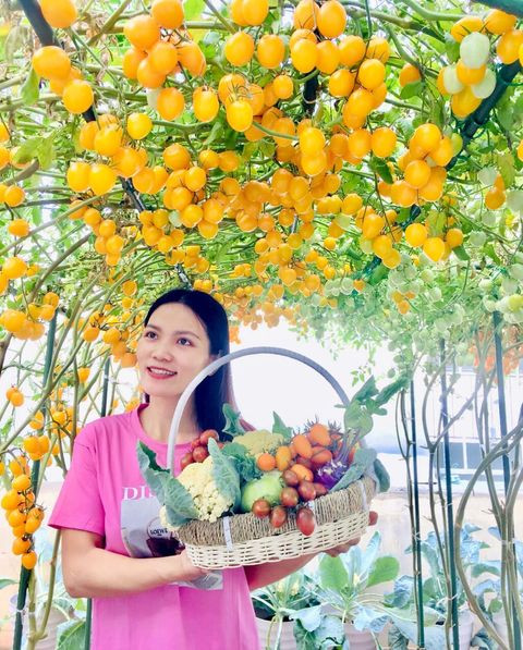 Để trồng cà chua, chị làm giàn cao 1m8 và rộng 5m2, cột cành cho cây bò ngang, mỗi giàn trồng 5 cây.