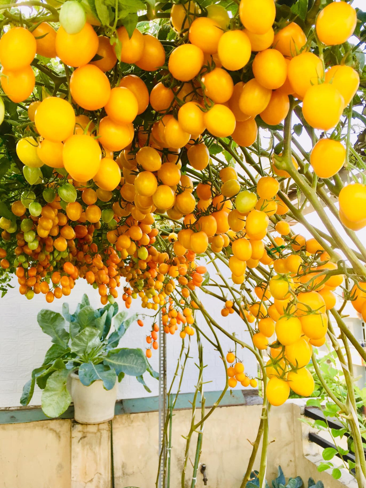 Khi cà chua ra trái, cành nào cũng chi chít quả, tạo mái vòm vô cùng thích mắt.