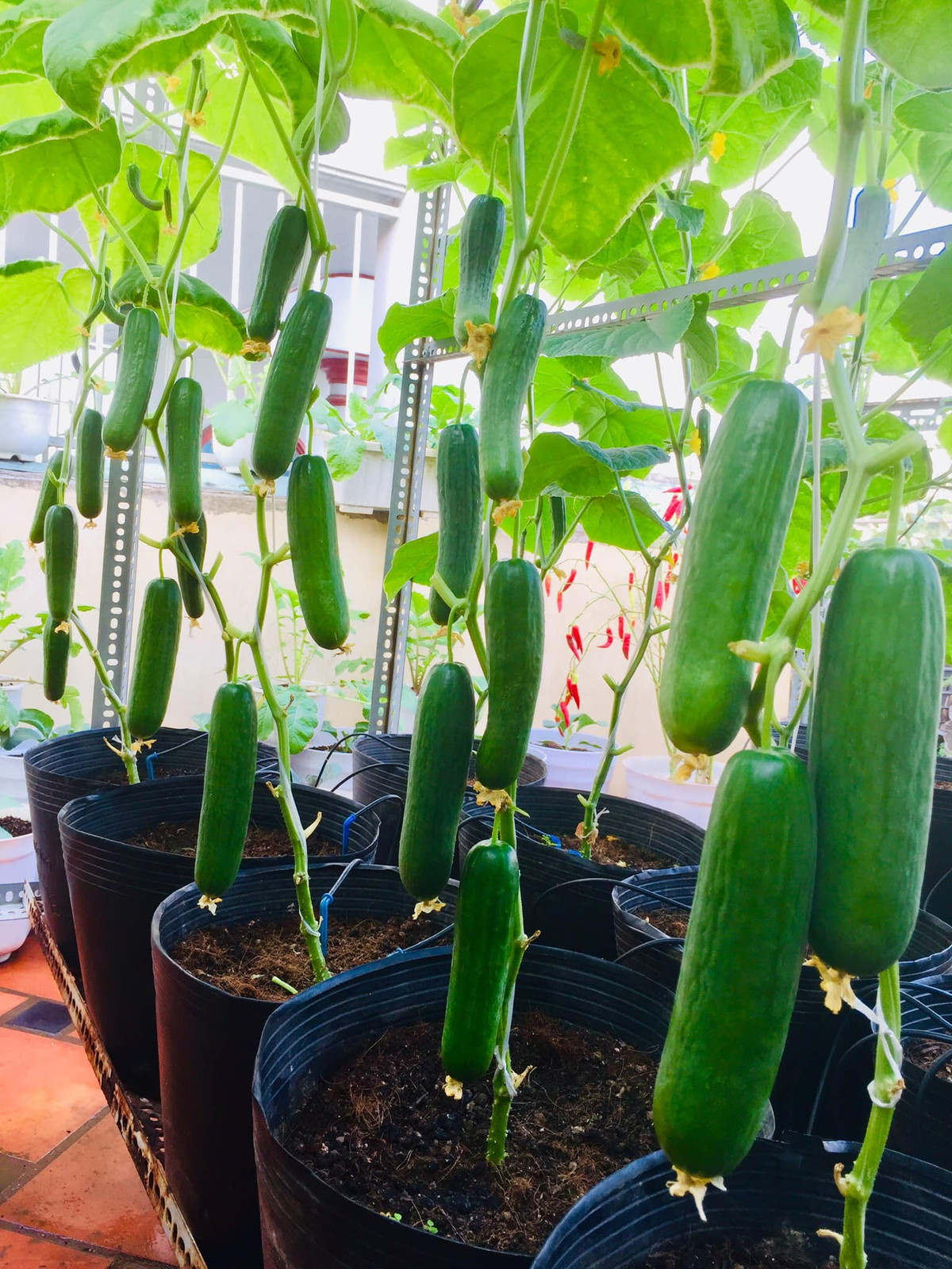 Dưa chuột cho quả từ gốc đến ngọn. Nguồn ảnh: FB Ngọc Ánh