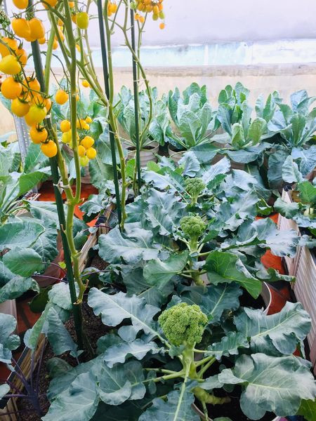 Ngoài cà chua, chị Ánh còn trồng nhiều loại rau khác nhau như súp lơ, mướp đắng...