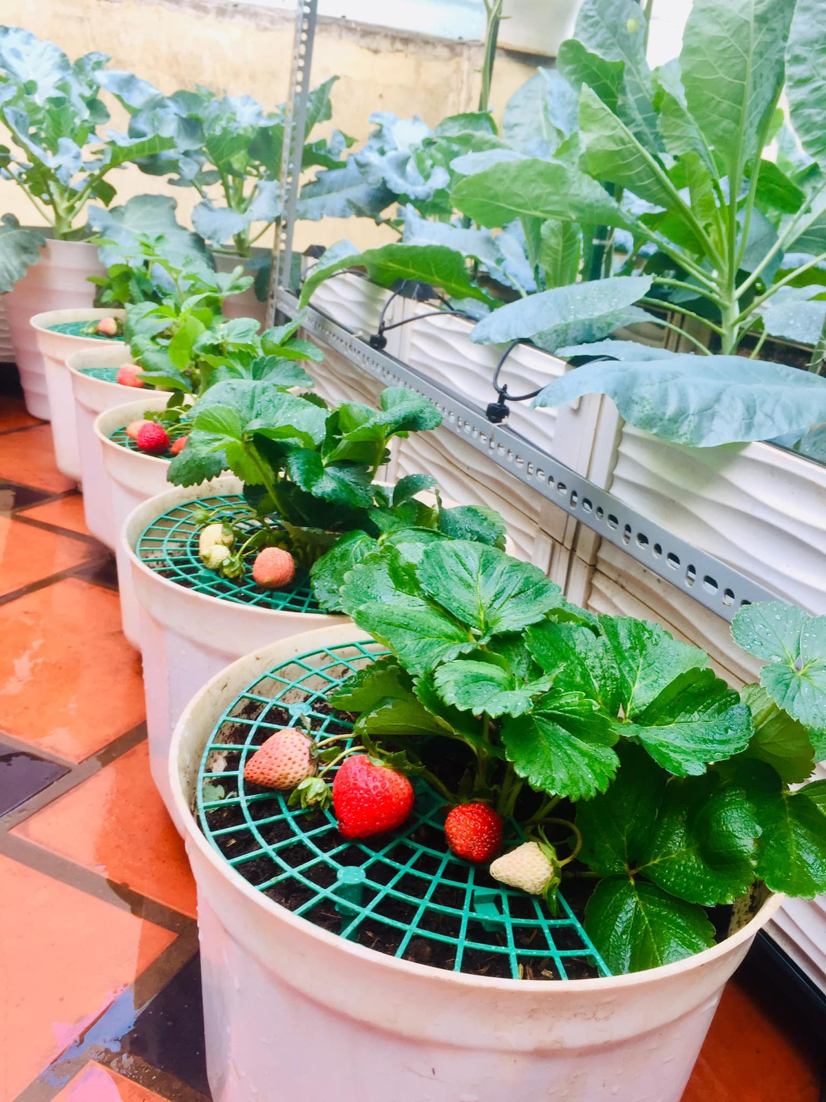 Dâu tây cũng cho nhiều quả.