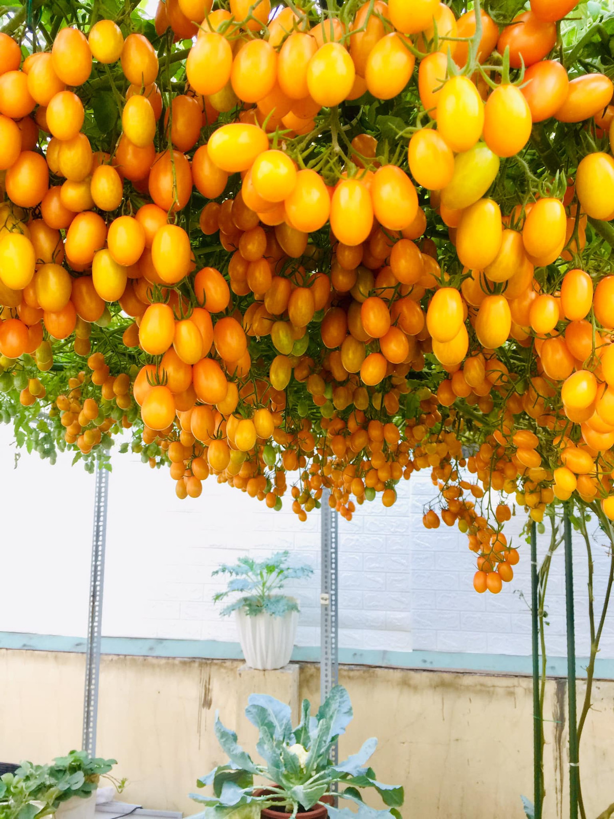 Gần đây, hình ảnh khu vườn cà chua trĩu quả giữa sân thượng ở TP HCM được hội chị em chia sẻ rầm rộ trên mạng xã hội.