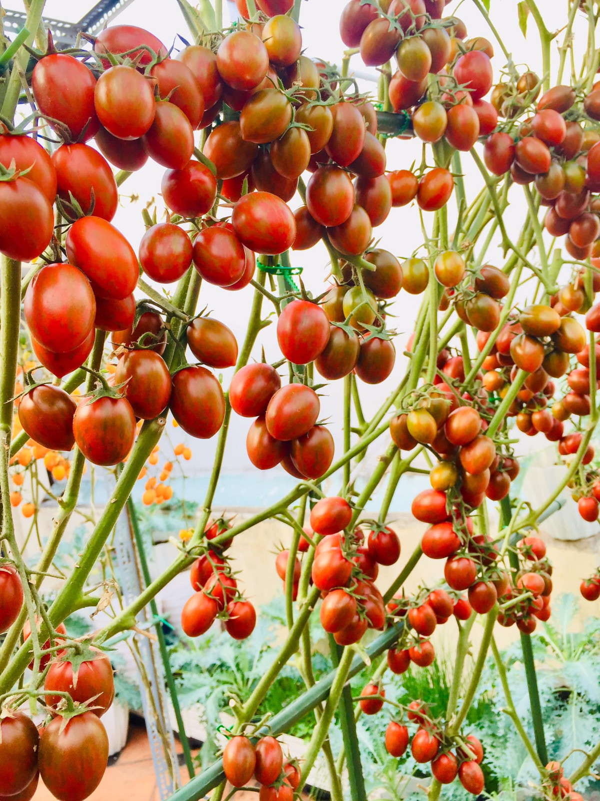 Khu vườn trên sân thượng nhà chị Ngọc Ánh rộng 50m2. Chị bắt đầu gieo trồng vụ cà chua đầu tiên từ tháng 10/2021.