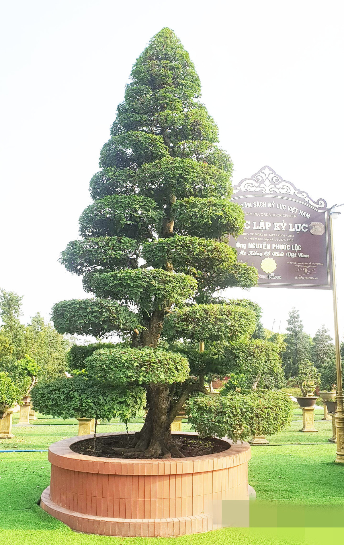 Mỗi năm, cây me cho trái rất sai, khi chín trái có vị ngọt chua. Ảnh: Dân Việt