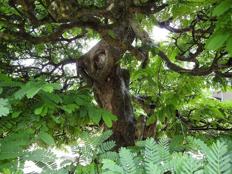 Đã có nhiều người tới hỏi mua và có người ngã giá hơn 10 tỷ đồng nhưng ông Lộc không bán. Ảnh: Người lao động.