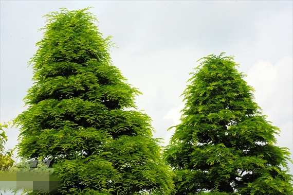 Đến nay, cặp me kiểng của ông có tuổi đời mỗi cây hơn 150 năm tuổi. Ảnh: NongnghiepVN